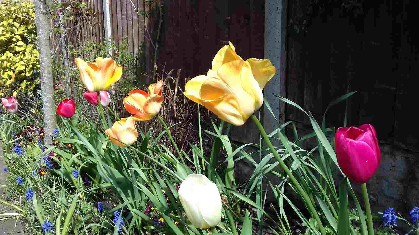 ImagesGarden/2020-04 Back Garden Tulips.jpg